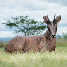 Wildcrete Chamois Yearling